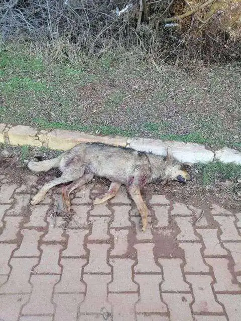 Kent Ormanı’nda Vahşet! - Kırıkkale Haber, Son Dakika Kırıkkale Haberleri Kent Ormanı’nda Vahşet! - Kırıkkale Haber, Son Dakika Kırıkkale Haberleri