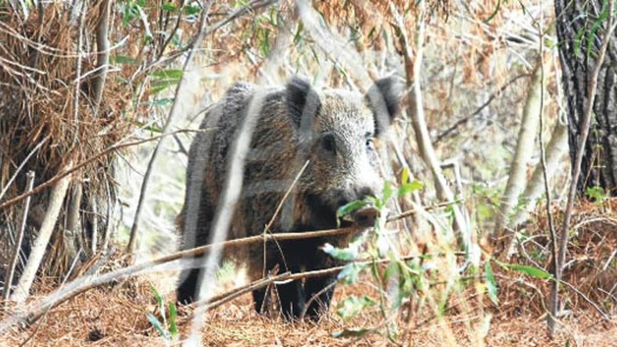 Bahşılı İlçesinde Sürek Avı Yapıldı - Kırıkkale Haber, Son Dakika Kırıkkale Haberleri