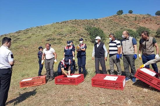 Kınalı Keklikler Doğaya Bırakıldı - Kırıkkale Haber, Son Dakika Kırıkkale Haberleri