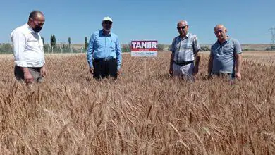 Yerli ve Milli Tohumların Ulaşmadığı Çiftçi Kalmayacak - Kırıkkale Haber, Son Dakika Kırıkkale Haberleri