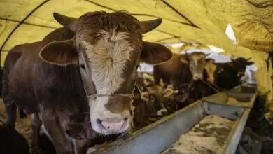Kurban Kesim Yerleri Belirlendi - Kırıkkale Haber, Son Dakika Kırıkkale Haberleri Kurban Kesim Yerleri Belirlendi - Kırıkkale Haber, Son Dakika Kırıkkale Haberleri