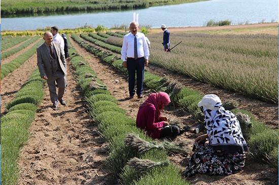 Kırıkkale Lavantası Tüm Türkiye’de - Kırıkkale Haber, Son Dakika Kırıkkale Haberleri