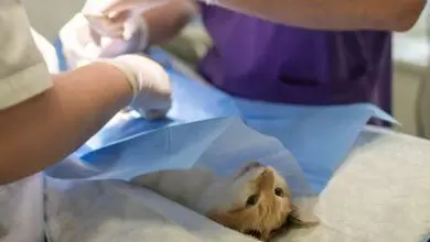 Petiatri Veteriner Kliniği Hizmetleri - Kırıkkale Haber, Son Dakika Kırıkkale Haberleri Petiatri Veteriner Kliniği Hizmetleri - Kırıkkale Haber, Son Dakika Kırıkkale Haberleri