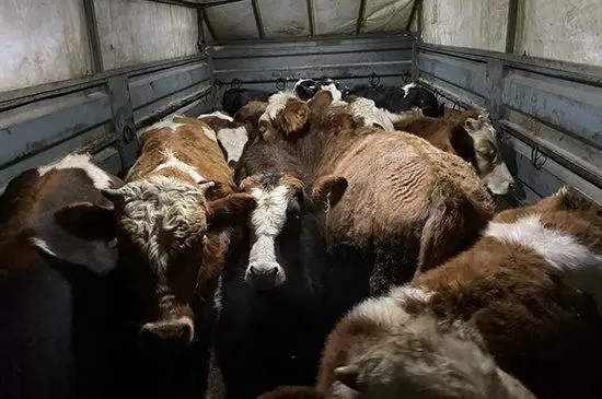 Büyükbaş Dolandırıcılığı Jandarmaya Takıldı - Kırıkkale Haber, Son Dakika Kırıkkale Haberleri Büyükbaş Dolandırıcılığı Jandarmaya Takıldı - Kırıkkale Haber, Son Dakika Kırıkkale Haberleri
