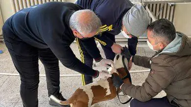 Yasaklı Irk 40 Köpeğe Mikroçip Takıldı - Kırıkkale Haber, Son Dakika Kırıkkale Haberleri Yasaklı Irk 40 Köpeğe Mikroçip Takıldı - Kırıkkale Haber, Son Dakika Kırıkkale Haberleri