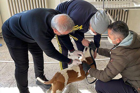 Yasaklı Irk 40 Köpeğe Mikroçip Takıldı - Kırıkkale Haber, Son Dakika Kırıkkale Haberleri