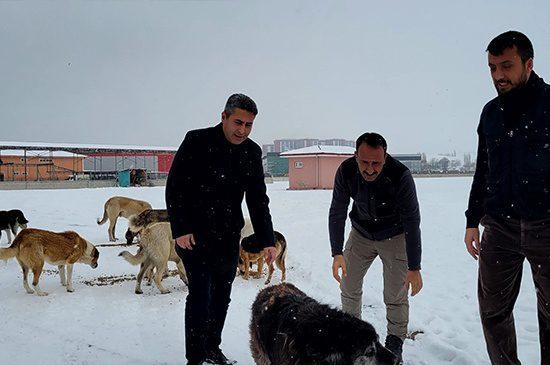 Sokak hayvanlarını elleriyle beslediler - Kırıkkale Haber, Son Dakika Kırıkkale Haberleri