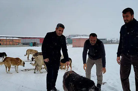 Sokak hayvanlarını elleriyle beslediler - Kırıkkale Haber, Son Dakika Kırıkkale Haberleri