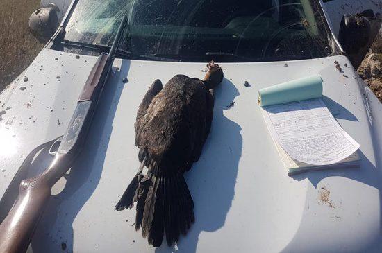 Karabatak, Kuşunu Öldürdü - Kırıkkale Haber, Son Dakika Kırıkkale Haberleri