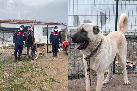 Kangal Köpeği Bulundu - Kırıkkale Haber, Son Dakika Kırıkkale Haberleri