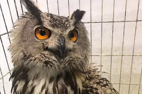 Puhu Kuşu Tedaviye Alındı - Kırıkkale Haber, Son Dakika Kırıkkale Haberleri Puhu Kuşu Tedaviye Alındı - Kırıkkale Haber, Son Dakika Kırıkkale Haberleri