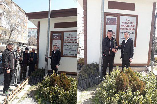 Muhtar Adayından Sarı’dan Çam Ağacı - Kırıkkale Haber, Son Dakika Kırıkkale Haberleri