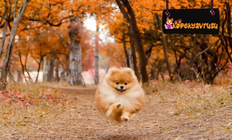 Pomeranian Eğitimi - Kırıkkale Haber, Son Dakika Kırıkkale Haberleri Pomeranian Eğitimi - Kırıkkale Haber, Son Dakika Kırıkkale Haberleri