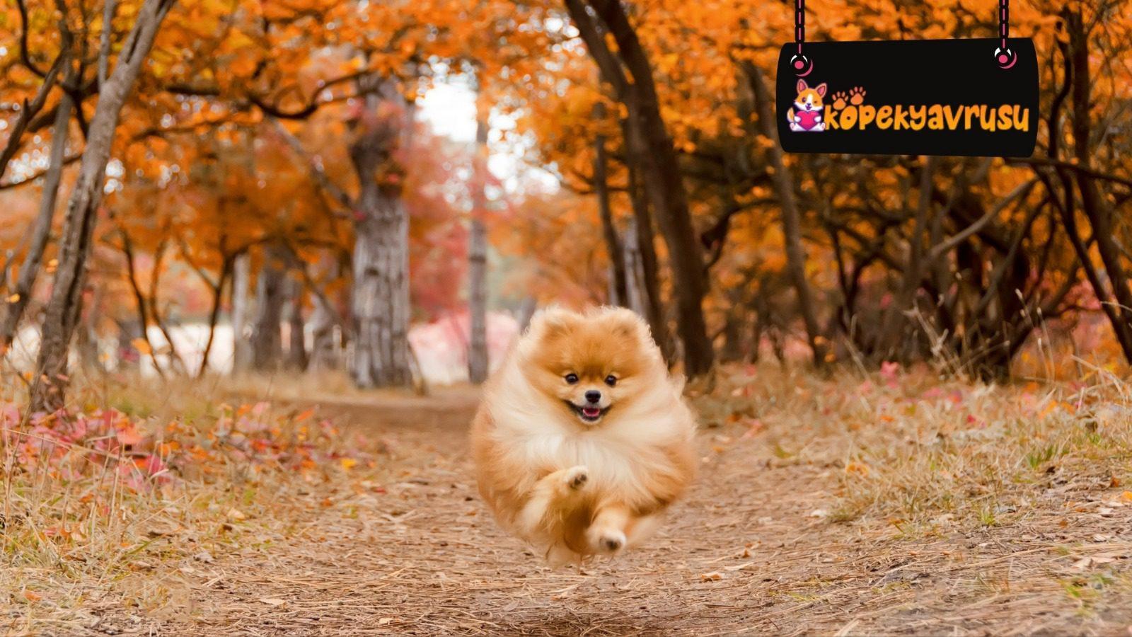 Pomeranian Eğitimi - Kırıkkale Haber, Son Dakika Kırıkkale Haberleri Pomeranian Eğitimi - Kırıkkale Haber, Son Dakika Kırıkkale Haberleri
