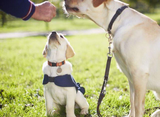 Köpekler İçin Barınma ve Beslenme Hizmetleri - Kırıkkale Haber, Son Dakika Kırıkkale Haberleri Köpekler İçin Barınma ve Beslenme Hizmetleri - Kırıkkale Haber, Son Dakika Kırıkkale Haberleri