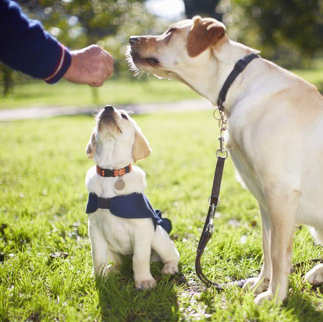 Köpekler İçin Barınma ve Beslenme Hizmetleri - Kırıkkale Haber, Son Dakika Kırıkkale Haberleri