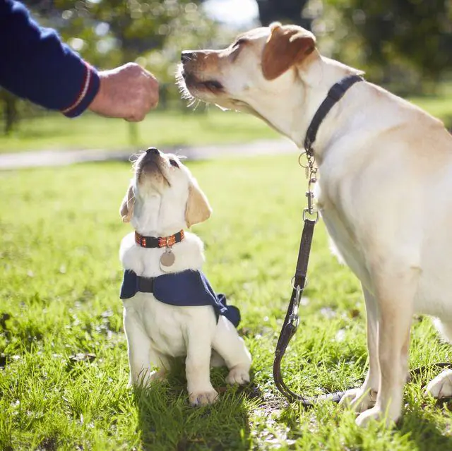 Köpekler İçin Barınma ve Beslenme Hizmetleri - Kırıkkale Haber, Son Dakika Kırıkkale Haberleri