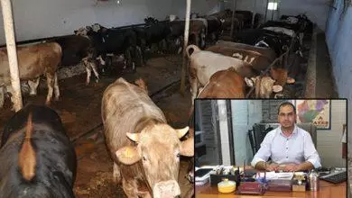 Bostancı ”Besicilik Zor Ayakta Duruyor” - Kırıkkale Haber, Son Dakika Kırıkkale Haberleri