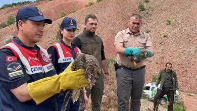 Tedavileri Tamamlanan Doğan ve Kızıl Şahin Doğaya Bırakıldı - Kırıkkale Haber, Son Dakika Kırıkkale Haberleri