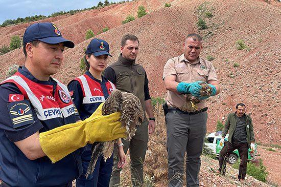 Tedavileri Tamamlanan Doğan ve Kızıl Şahin Doğaya Bırakıldı - Kırıkkale Haber, Son Dakika Kırıkkale Haberleri