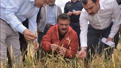 Tekbıyıkoğlu ,Dolu Nedeniyle Zarar Gören Tarlaları İnceledi - Kırıkkale Haber, Son Dakika Kırıkkale Haberleri