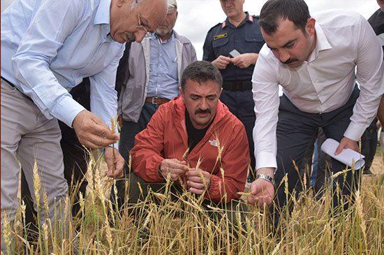 Tekbıyıkoğlu ,Dolu Nedeniyle Zarar Gören Tarlaları İnceledi - Kırıkkale Haber, Son Dakika Kırıkkale Haberleri