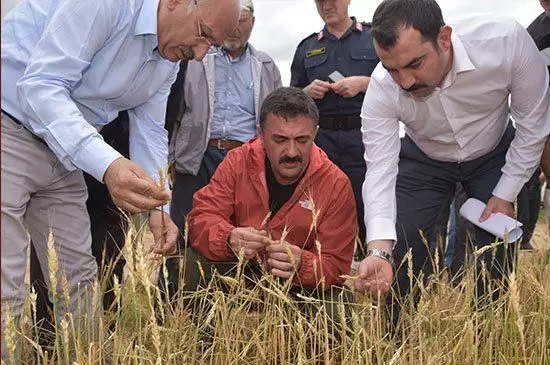 Tekbıyıkoğlu ,Dolu Nedeniyle Zarar Gören Tarlaları İnceledi - Kırıkkale Haber, Son Dakika Kırıkkale Haberleri Tekbıyıkoğlu ,Dolu Nedeniyle Zarar Gören Tarlaları İnceledi - Kırıkkale Haber, Son Dakika Kırıkkale Haberleri