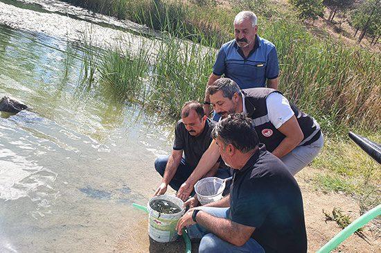 140.000 Adet Pullu Sazan Yavrusu Bırakıldı - Kırıkkale Haber, Son Dakika Kırıkkale Haberleri