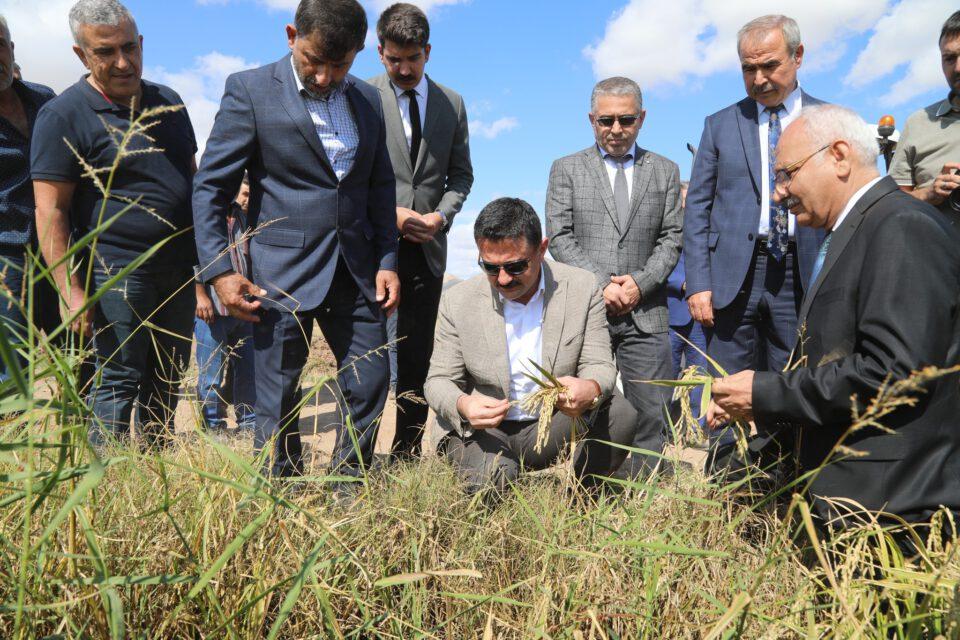 Sulakyurt’ta çeltik hasadı yapıldı - Kırıkkale Haber, Son Dakika Kırıkkale Haberleri