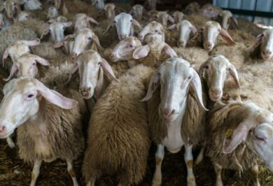 Sülübük Köyünde 100 Koyun Telef Oldu - Kırıkkale Haber, Son Dakika Kırıkkale Haberleri