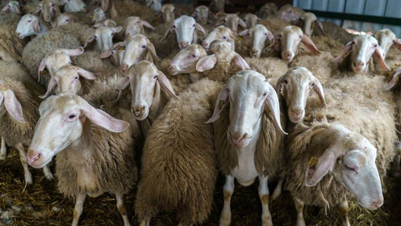 Sülübük Köyünde 100 Koyun Telef Oldu - Kırıkkale Haber, Son Dakika Kırıkkale Haberleri