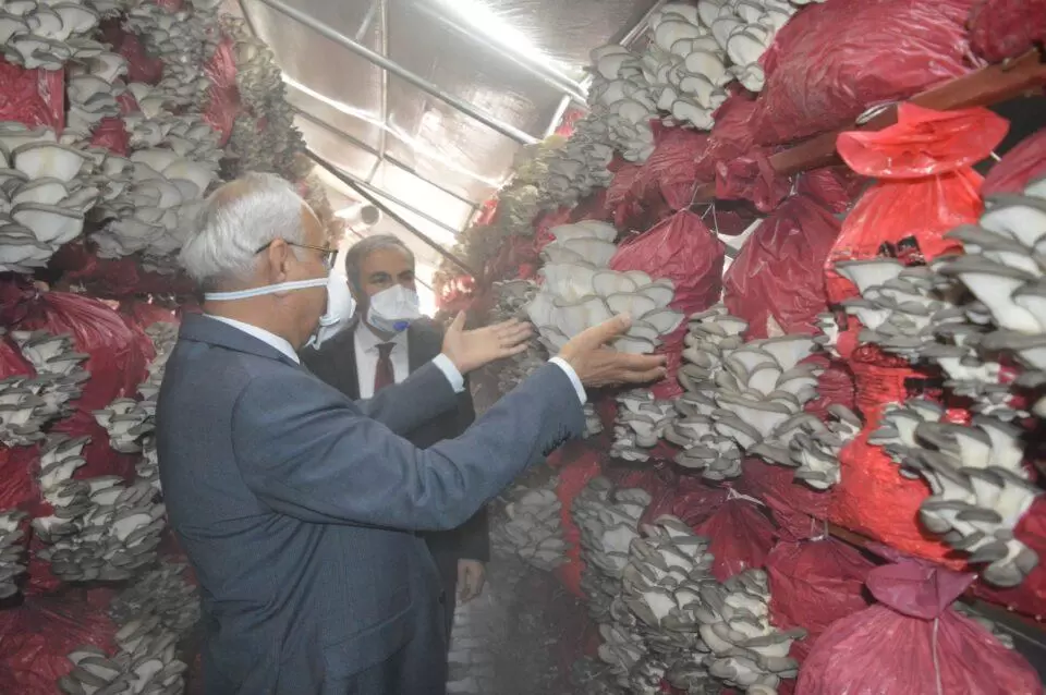 Çadırda İstiridye Mantarı Üretildi - Kırıkkale Haber, Son Dakika Kırıkkale Haberleri