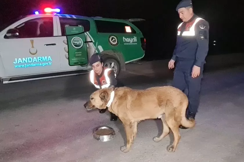 Sokak Köpeklerine Reflektörlü Tasma - Kırıkkale Haber, Son Dakika Kırıkkale Haberleri