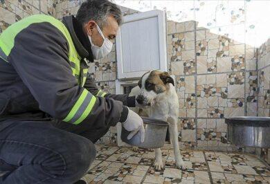 Sokak Hayvanlarına 120 Milyon Lira Destek - Kırıkkale Haber, Son Dakika Kırıkkale Haberleri