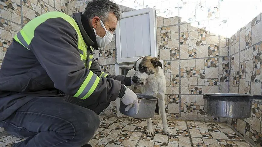 Sokak Hayvanlarına 120 Milyon Lira Destek - Kırıkkale Haber, Son Dakika Kırıkkale Haberleri Sokak Hayvanlarına 120 Milyon Lira Destek - Kırıkkale Haber, Son Dakika Kırıkkale Haberleri