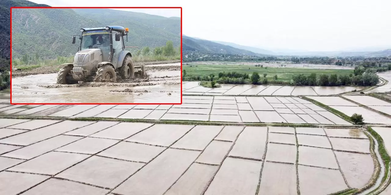 Sulakyurt’ta Çeltik Mesaisi Başladı Sulakyurt’ta Çeltik Mesaisi Başladı