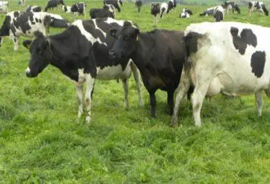 Kırıkkale Haber, Son Dakika Kırıkkale Haberleri