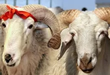 Kurban Bayram Yaklaşıyor Fiyatlar Rekora Koşuyor ! - Kırıkkale Haber, Son Dakika Kırıkkale Haberleri