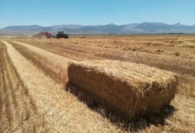 Delice’de Balya Kavgası Kanlı Bitti 1 Ölü Üç Yaralı - Kırıkkale Haber, Son Dakika Kırıkkale Haberleri
