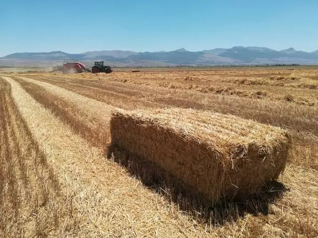Delice’de Balya Kavgası Kanlı Bitti 1 Ölü Üç Yaralı - Kırıkkale Haber, Son Dakika Kırıkkale Haberleri Delice’de Balya Kavgası Kanlı Bitti 1 Ölü Üç Yaralı - Kırıkkale Haber, Son Dakika Kırıkkale Haberleri