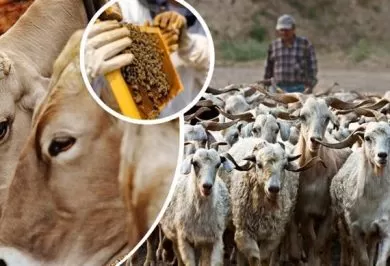 Kırıkkale Haber, Son Dakika Kırıkkale Haberleri