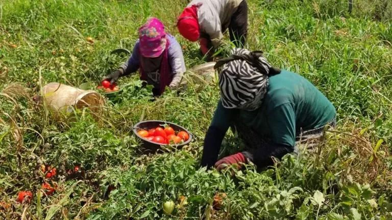 hayirsever-uretici-merak-ediliyor