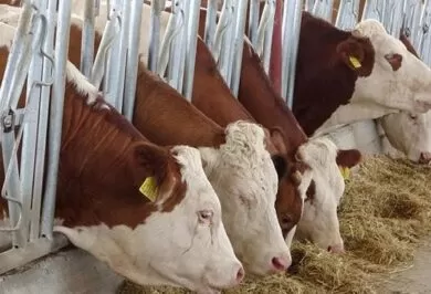 Kırıkkale Haber, Son Dakika Kırıkkale Haberleri