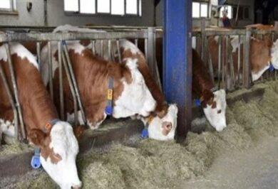 Hayvan pazarı süresiz kapatıldı - Kırıkkale Haber, Son Dakika Kırıkkale Haberleri