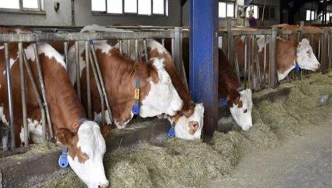Hayvan pazarı süresiz kapatıldı - Kırıkkale Haber, Son Dakika Kırıkkale Haberleri