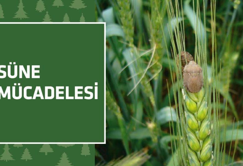 Kırıkkale’de süne mücadelesi başladı! - Kırıkkale Haber, Son Dakika Kırıkkale Haberleri