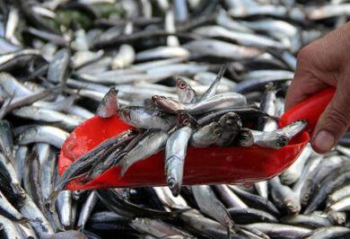 Kırıkkale'de balık tezgahları çakılı kaldı: Satışlar azaldı - Kırıkkale Haber, Son Dakika Kırıkkale Haberleri