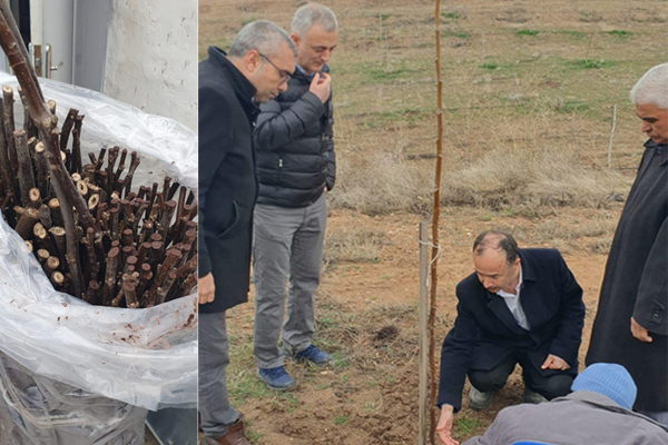 Hibe destekli ceviz bahçesi kuruldu - Kırıkkale Haber, Son Dakika Kırıkkale Haberleri