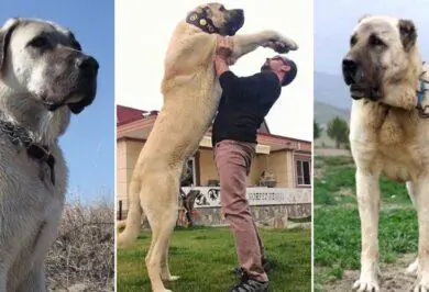 Kırıkkale'de Köpekler ile alakalı bir ilk gerçekleşti - Kırıkkale Haber, Son Dakika Kırıkkale Haberleri