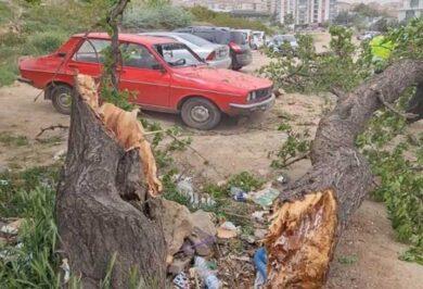 Kırıkkale’de şiddetli fırtına ağacı gövdesinden kopardı! - Kırıkkale Haber, Son Dakika Kırıkkale Haberleri